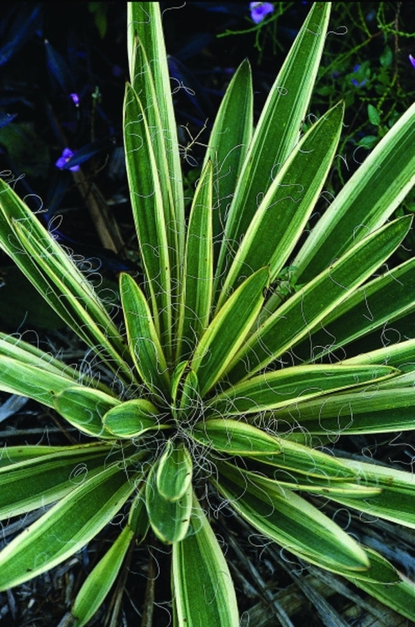 variegated yucca cane Yucca filamentosa Variegata