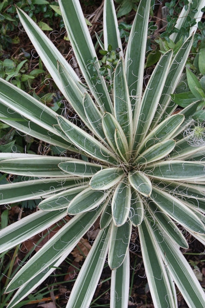 Yucca filamentosa Variegata