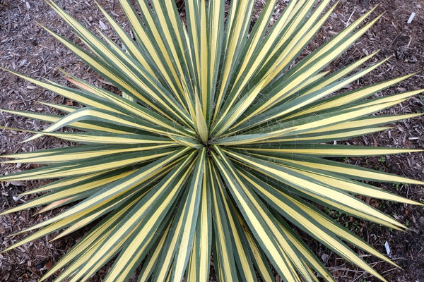 Image of Yucca flaccida 'Color Guard' taken at Juniper Level Botanic Gdn, NC by JLBG