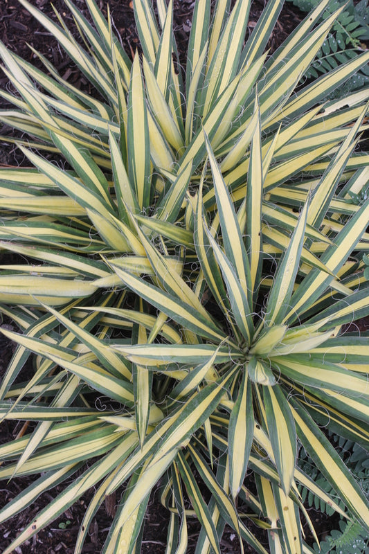 Image of Yucca flaccida 'Gold Heart' taken at Juniper Level Botanic Gdn, NC by JLBG