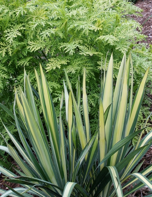 Image of Yucca flaccida 'Golden Sword'