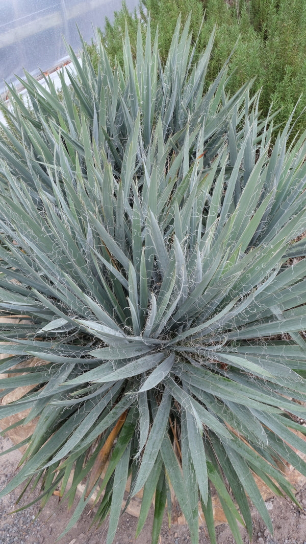 Image of Yucca flaccida 'Hairy' taken at Juniper Level Botanic Gdn, NC by JLBG