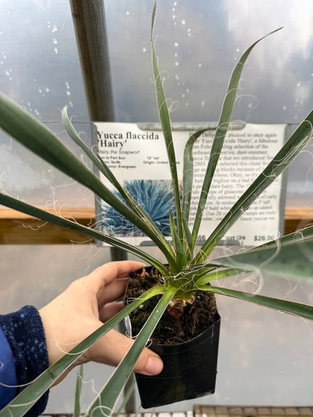 Image of Yucca flaccida 'Hairy'