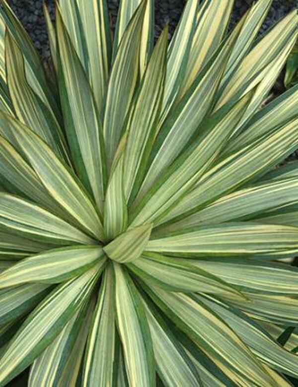 Image of Yucca gloriosa 'Tiny Star' taken at Juniper Level Botanic Gdn, NC by JLBG