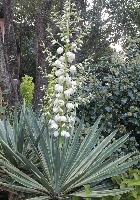 Image of Yucca gloriosa 'Variegata' taken at Juniper Level Botanic Gdn, NC by JLBG