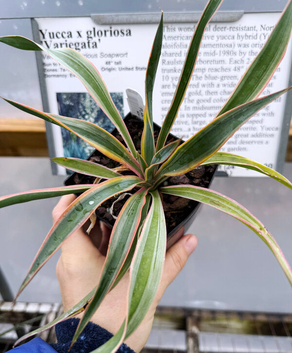 Image of Yucca gloriosa 'Variegata'
