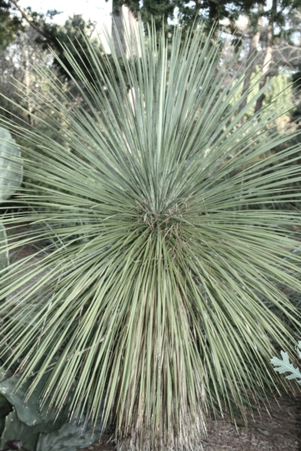 Image of Yucca linearifolia taken at Peckerwood Gdn, TX