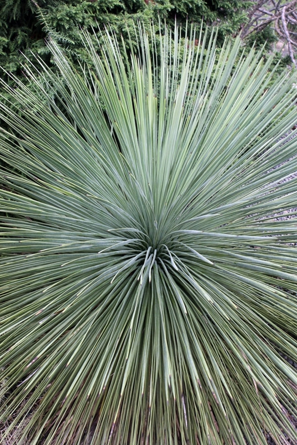 Image of Yucca linearifolia taken at Juniper Level Botanic Gdn, NC by JLBG
