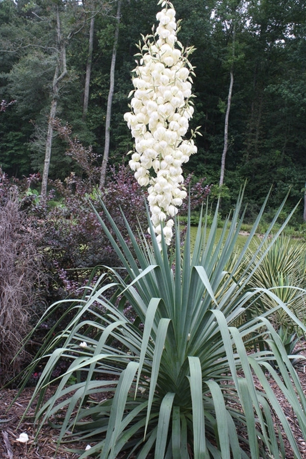 Image of Yucca recurva 'Cousin It'