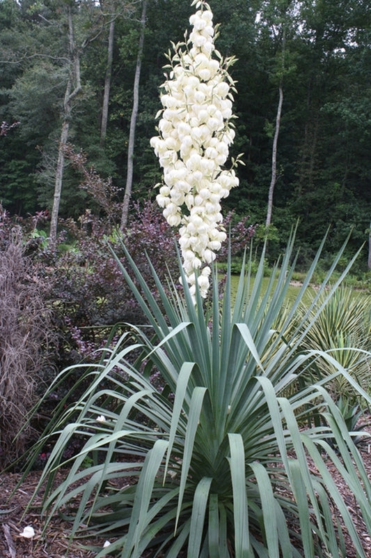 Image of Yucca recurva 'Cousin It'