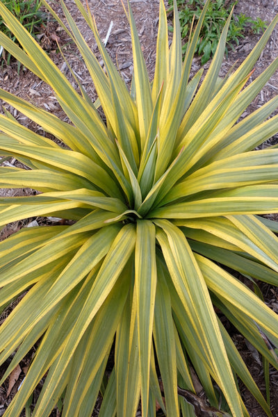 Yucca x recurvifolia 'Mellow Yellow' | Mellow Yellow Recurved Leaf