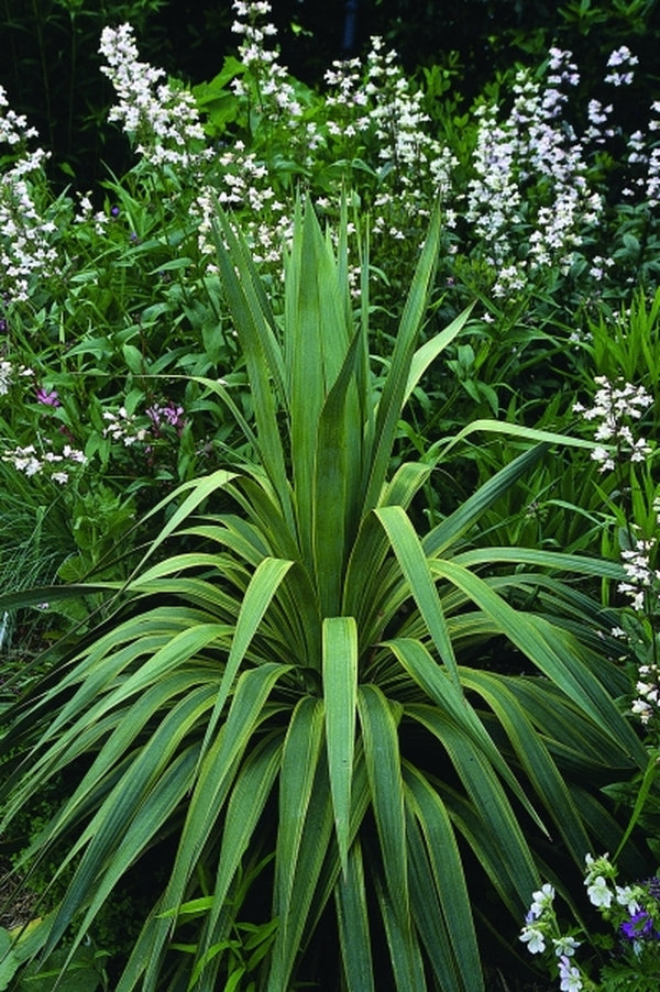 Image of Yucca recurva 'Variegata' taken at Juniper Level Botanic Gdn, NC by JLBG