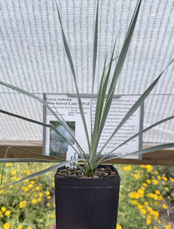 Image of Yucca rostrata 'Blue-haired Lady' PP37544