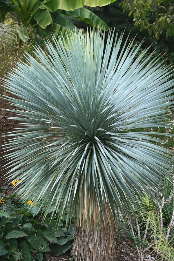 Image of Yucca rostrata 'Blue-haired Lady' PPAF taken at Juniper Level Botanic Gdn, NC by JLBG