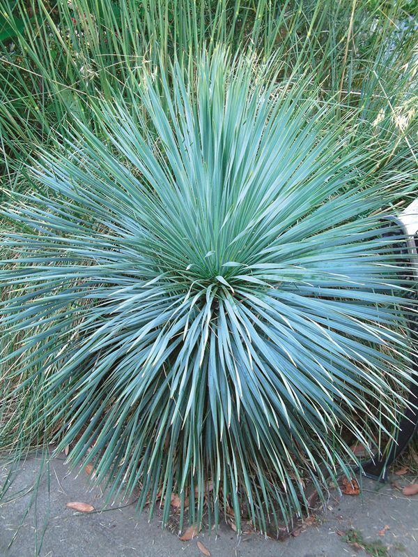 Yucca rostrata Sapphire Skies | Sapphire Skies Blue Beaked Yucca