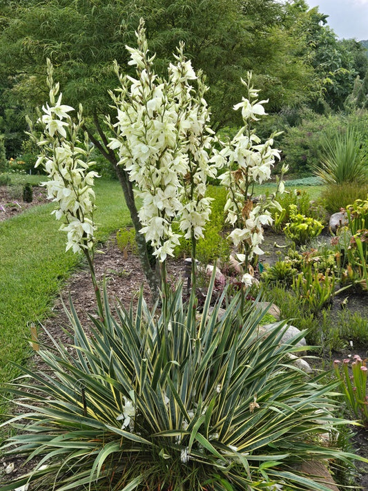Image of Yucca smalliana 'Bright Edge' taken at Juniper Level Botanic Gdn, NC by JLBG