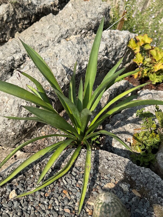 Image of Yucca treculeana Papay short leaf form taken at Juniper Level Botanic Gdn, NC by C. Hardison