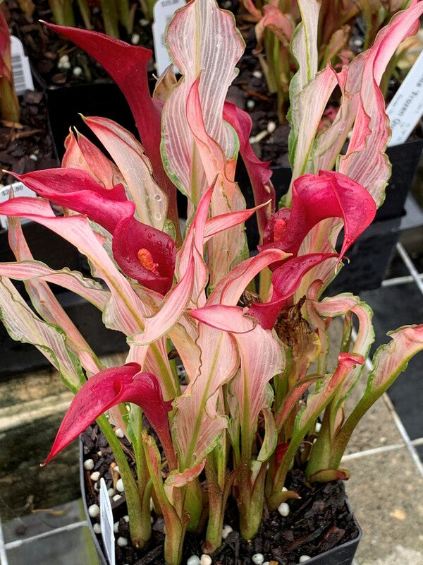 Image of Zantedeschia 'Frozen Queen' taken at Juniper Level Botanic Gdn, NC by C. Hardison