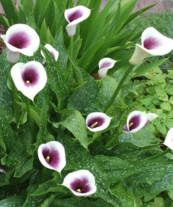 Image of Zantedeschia 'Picasso' 
