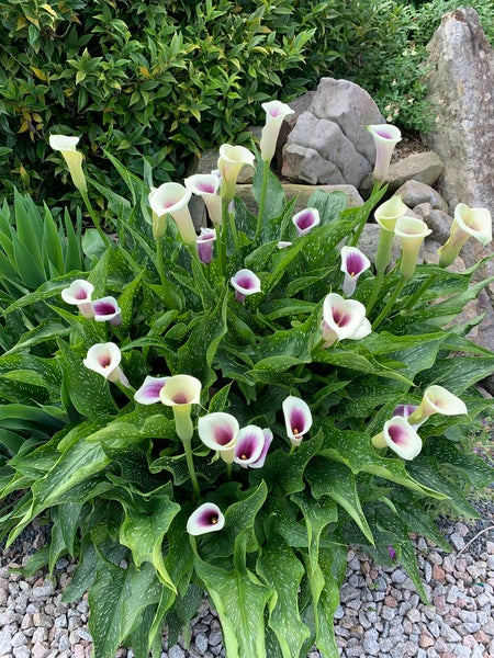 Image of Zantedeschia 'Picasso' taken at Juniper Level Botanic Garden, Raleigh NC by Lidia Churakova