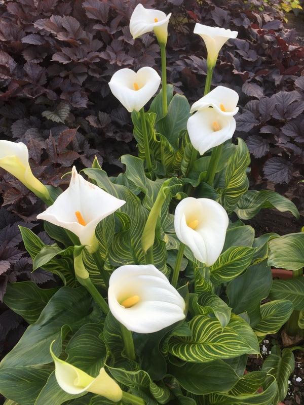 Image of Zantedeschia aethiopica 'African Gold' taken at Juniper Level Botanic Gdn, NC by JLBG
