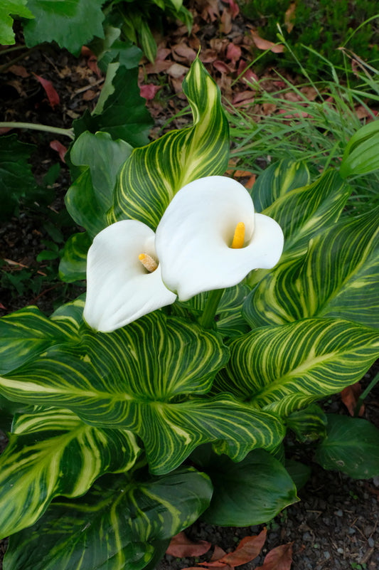 Image of Zantedeschia aethiopica 'African Gold' taken at Juniper Level Botanic Gdn, NC by JLBG