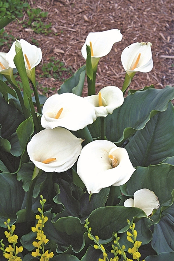 Image of Zantedeschia aethiopica 'Swartberg Giant' taken at Juniper Level Botanic Gdn, NC by JLBG