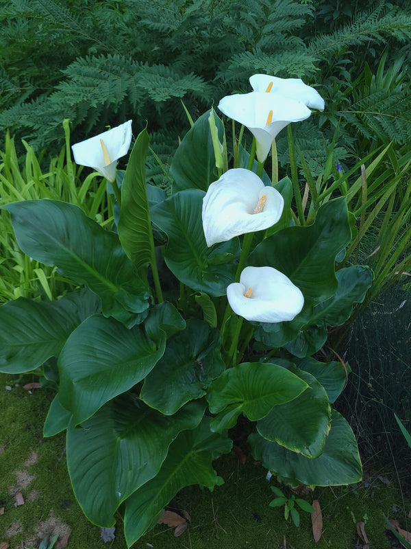 Image of Zantedeschia aethiopica 'Swartberg Giant' taken at Juniper Level Botanic Gdn, NC by JLBG
