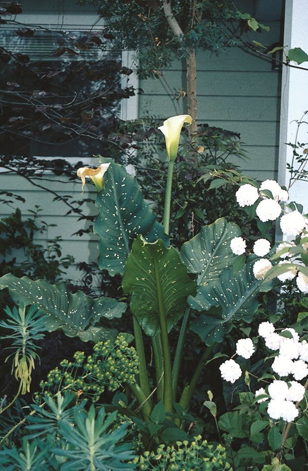 Image of Zantedeschia aethiopica 'White Giant' taken at S. Hogan Gdn, OR by T. Avent