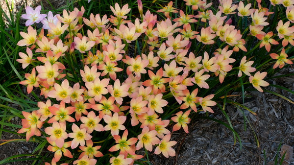 Image of Zephyranthes 'Abacos Apricot' taken at Juniper Level Botanic Gdn, NC by JLBG