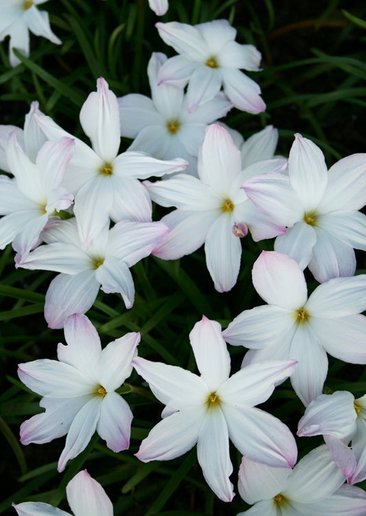 Image of Zephyranthes 'Big Dude'
