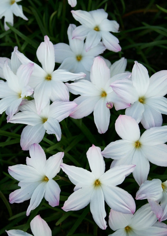 Image of Zephyranthes 'Big Dude'