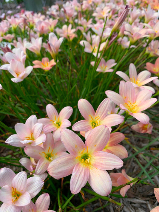 Image of Zephyranthes 'Eastern Pearl' taken at Juniper Level Botanic Garden, Raleigh NC by Lidia Churakova