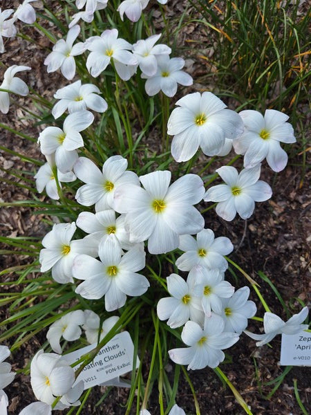 Image of Zephyranthes 'Floating Clouds' taken at Juniper Level Botanic Garden, Raleigh NC by JLBG