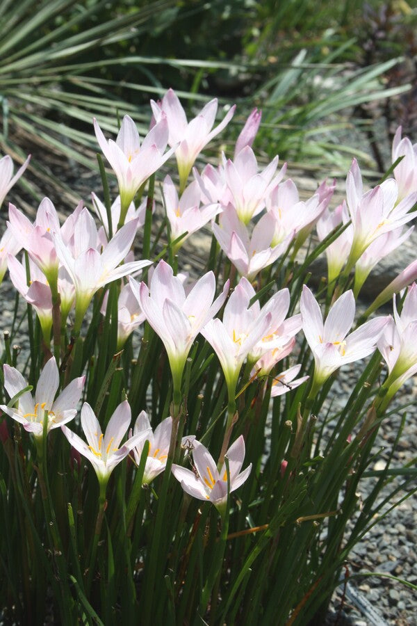 rain lily white zephyranthes candida Zephyranthes Grandjax