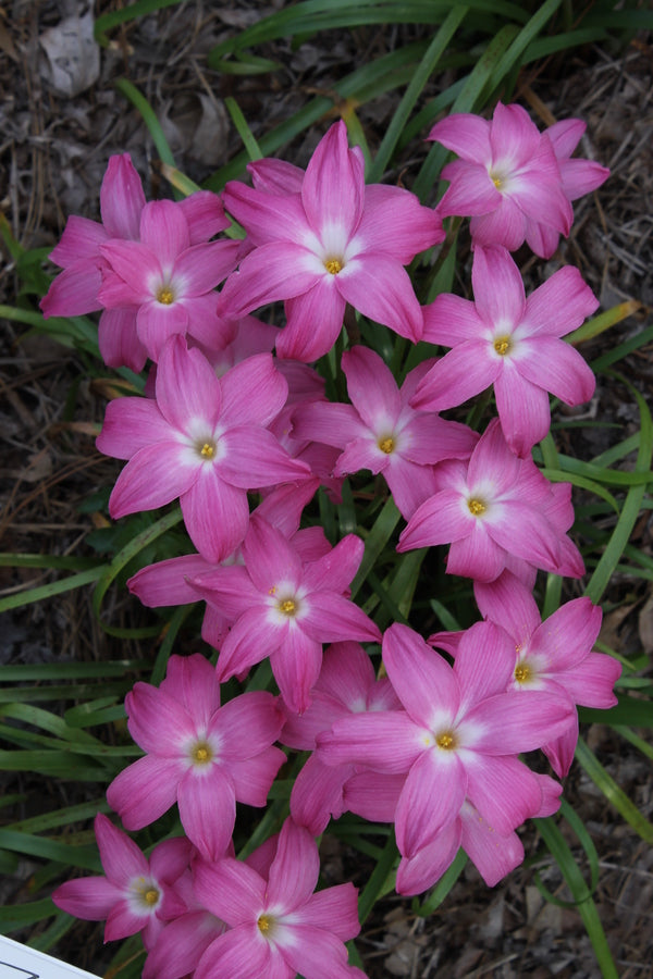 Image of Zephyranthes 'Heart Throb' taken at Juniper Level Botanic Gdn, NC by JLBG