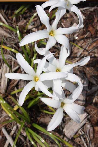 Learn about Zephyranthes 'Itsy Bitsy' | Itsy Bitsy Rain Lily