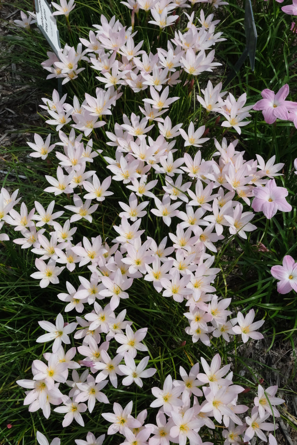 Image of Zephyranthes 'Prairie Sunset' taken at Juniper Level Botanic Gdn, NC by JLBG