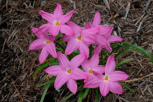 Image of Zephyranthes 'Silk Taffeta' taken at Juniper Level Botanic Gdn, NC by JLBG