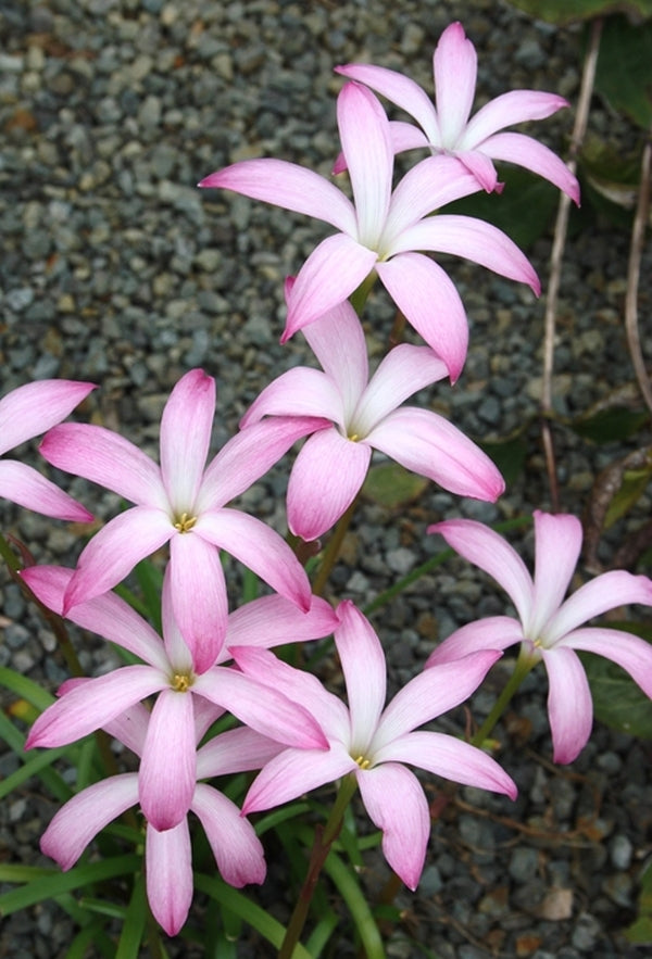 Image of Zephyranthes 'Star Spangled'