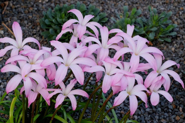 Image of Zephyranthes 'Star Spangled'