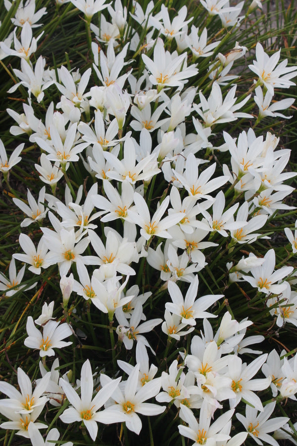 Image of Zephyranthes 'Summer Snow' taken at Juniper Level Botanic Gdn, NC by JLBG