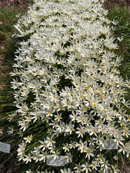 Image of Zephyranthes 'Summer Snow' taken at Juniper Level Botanic Garden, Raleigh NC by Lidia Churakova