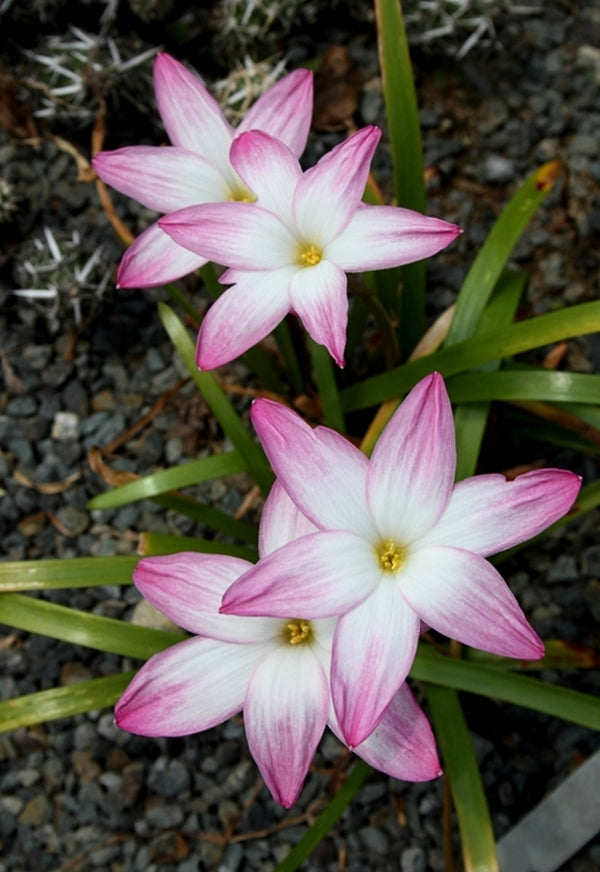 Image of Zephyranthes 'Summer's Chill'