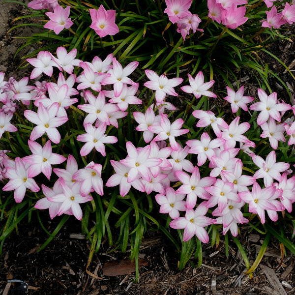 Learn about Zephyranthes 'Summer's Chill' | Summer's Chill Rain