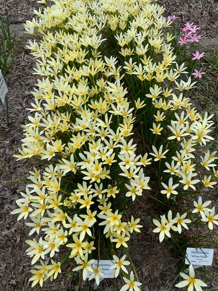 Image of Zephyranthes 'Yellow Fever' taken at Juniper Level Botanic Garden, Raleigh NC by Lidia Churakova