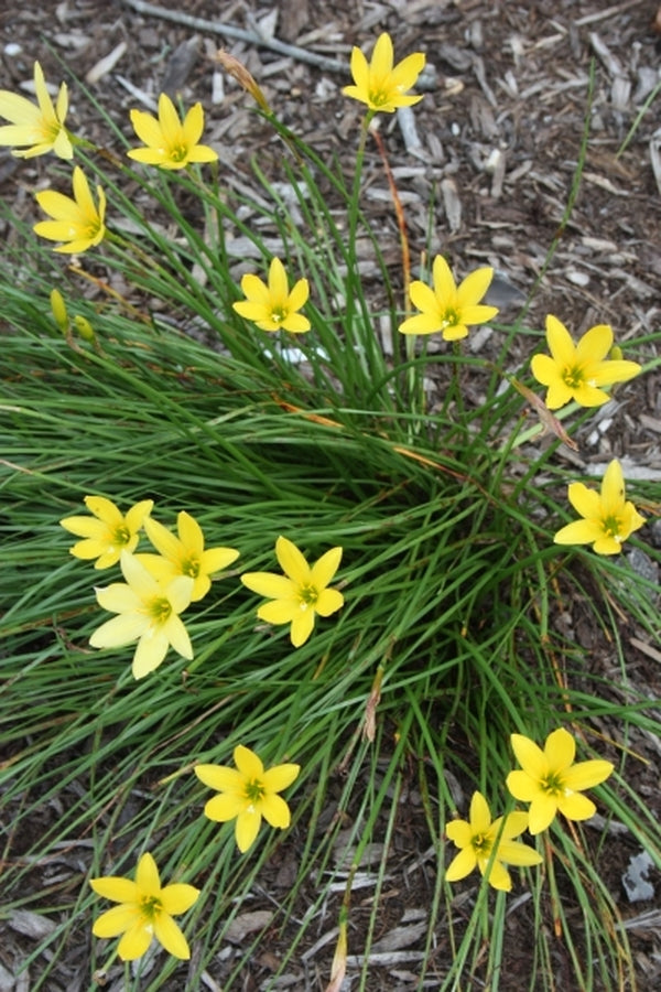 Image of Zephyranthes 'Yolkster' taken at Juniper Level Botanic Gdn, NC by JLBG