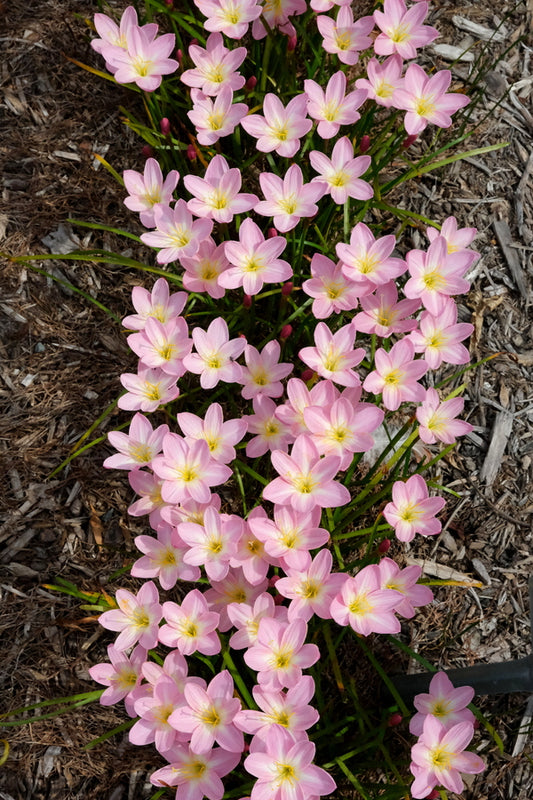 Image of Zephyranthes 'Zodiac Surprise' taken at Juniper Level Botanic Gdn, NC by JLBG