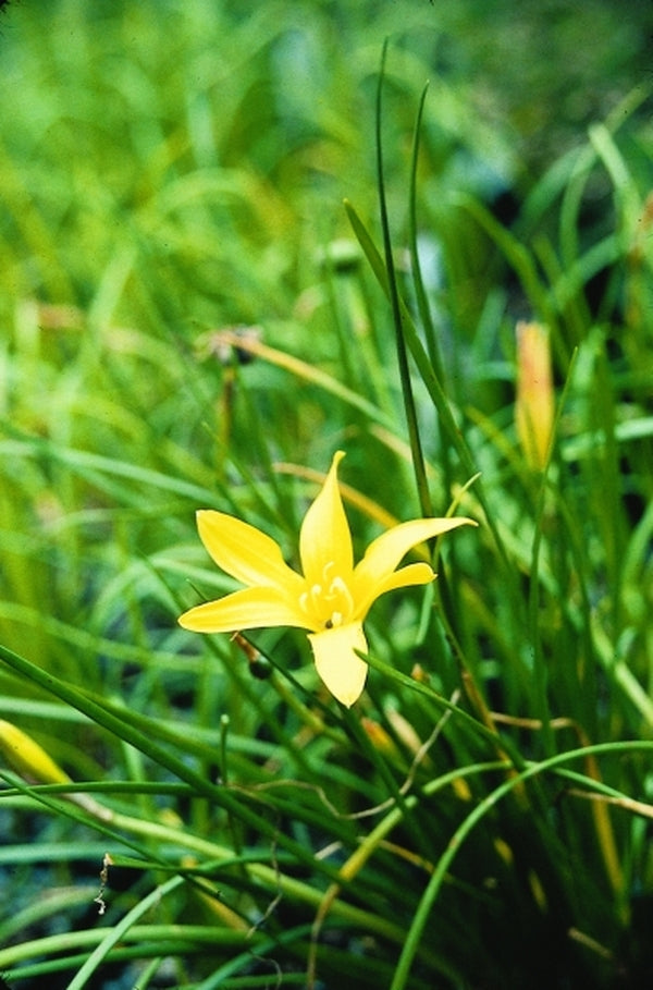 Image of Zephyranthes flavissima taken at Juniper Level Botanic Gdn, NC by JLBG
