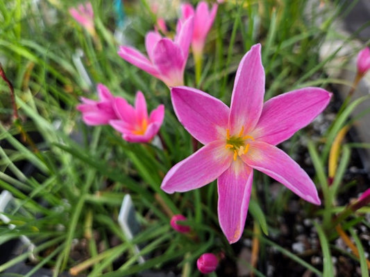 Image of Zephyranthes stellatorosea taken at Juniper Level Botanic Gdn, NC by JLBG